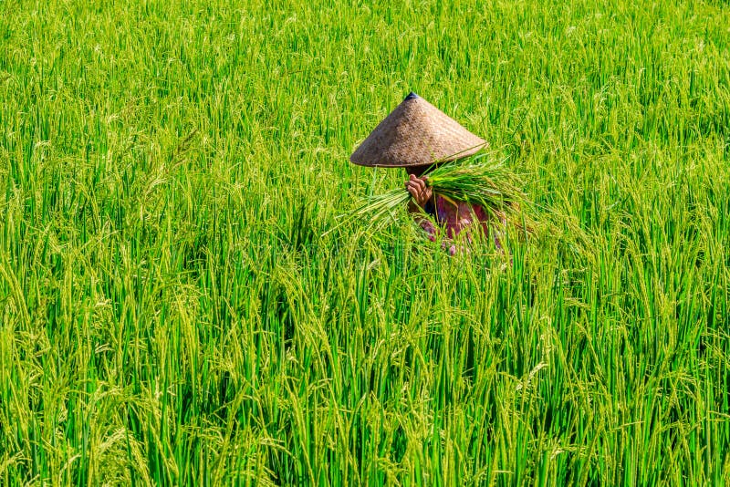 Woman In A Pink Jacket And A Traditional Conical Hat Collecting Rice On