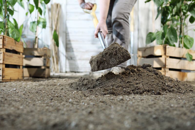 Woman plant in the vegetable garden, work by digging spring soil with shovel, near wooden boxes full of green plants royalty free stock image Woman plant in the vegetable garden, work by digging spring soil with shovel, near wooden boxes full of green plants royalty free stock image