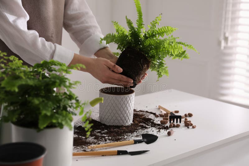 Woman planting fern at white table indoors, closeup. Woman planting fern at white table indoors stock image