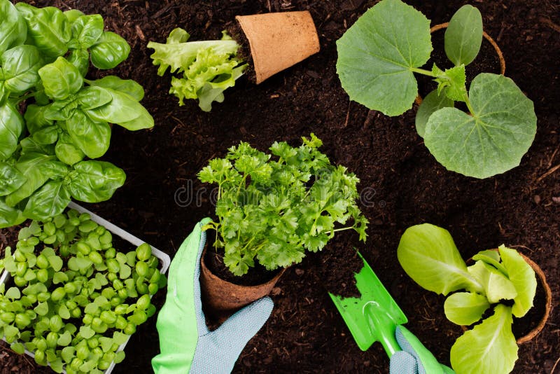 Woman planting young seedlings of lettuce salad in the vegetable garden