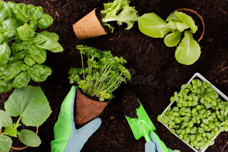 Woman planting young seedlings of lettuce salad in the vegetable garden