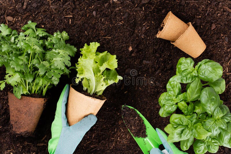 Woman planting young seedlings of lettuce salad in the vegetable garden