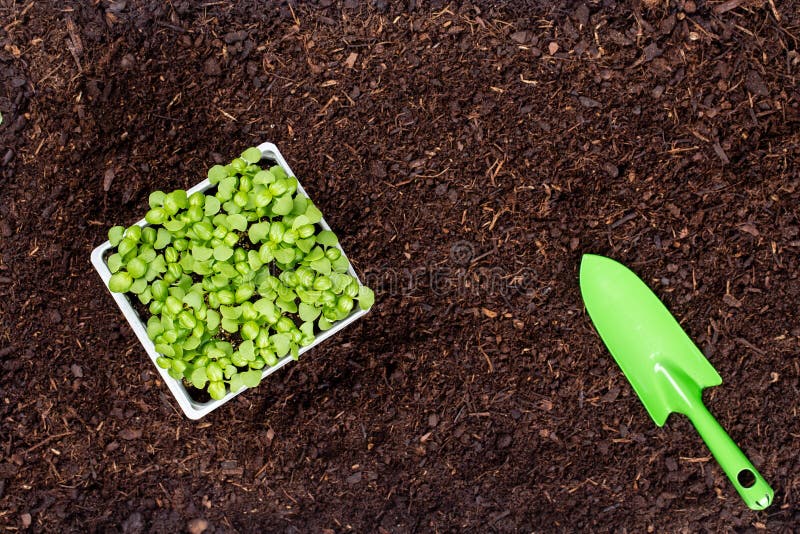 Woman planting young seedlings of lettuce salad in the vegetable garden