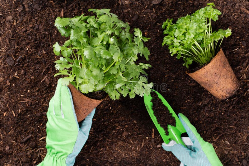 Woman planting young seedlings of lettuce salad in the vegetable garden