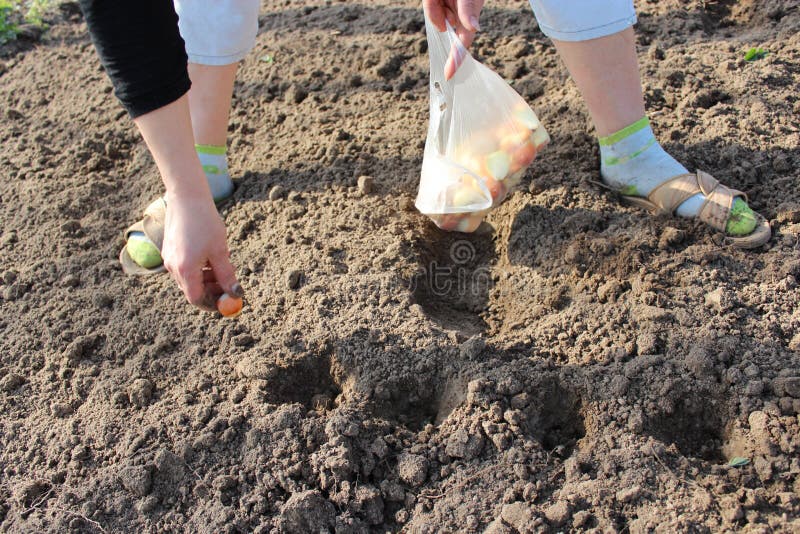 Woman Plants an Onions on a Kitchen Garden Stock Image Image of