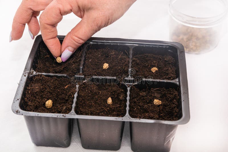 A Woman Plants Seed Flowers in Containers with Soil Stock Image Image