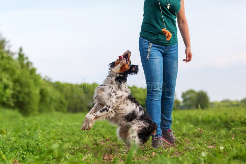 Woman Plays with Her Dog with a Flirt Tool Stock Photo Image of enjoy