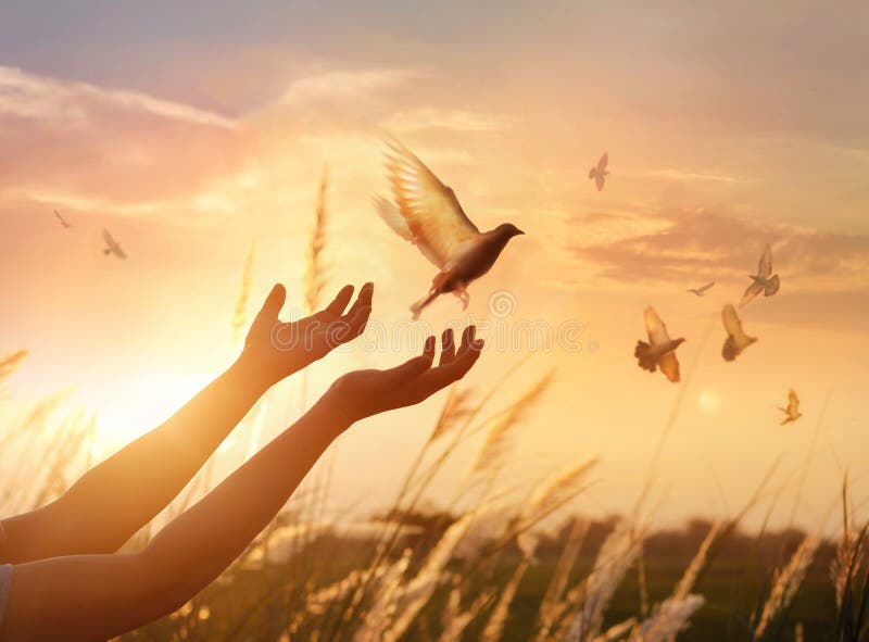 Woman praying and free bird enjoying nature on sunset background