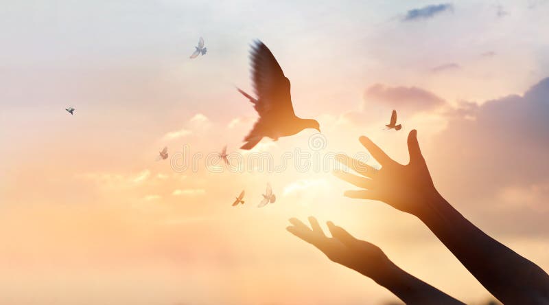 Woman praying and free the birds flying on sunset background