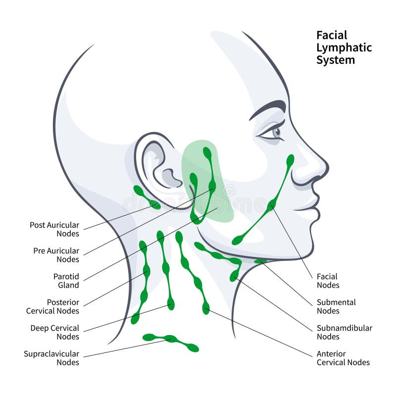 Lymph Nodes Face Neck Anatomy Stock Illustrations 3 Lymph Nodes Face