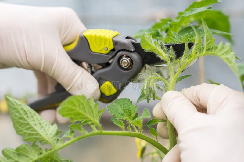 free download pruning tomato plants free download pruning tomato plants