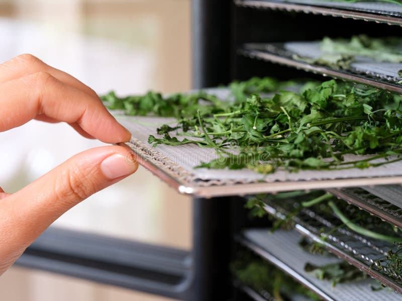 https://thumbs.dreamstime.com/b/woman-pulling-tray-parsley-out-food-dehydrator-machine-close-up-224123816.jpg