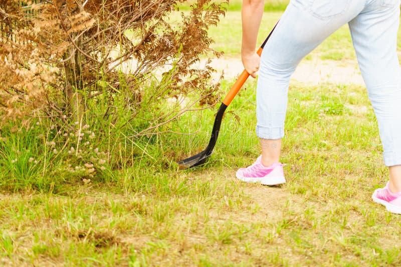 Woman dig ground and hew roots for tree removal at garden backyard. Woman dig ground and hew roots for tree removal at garden backyard