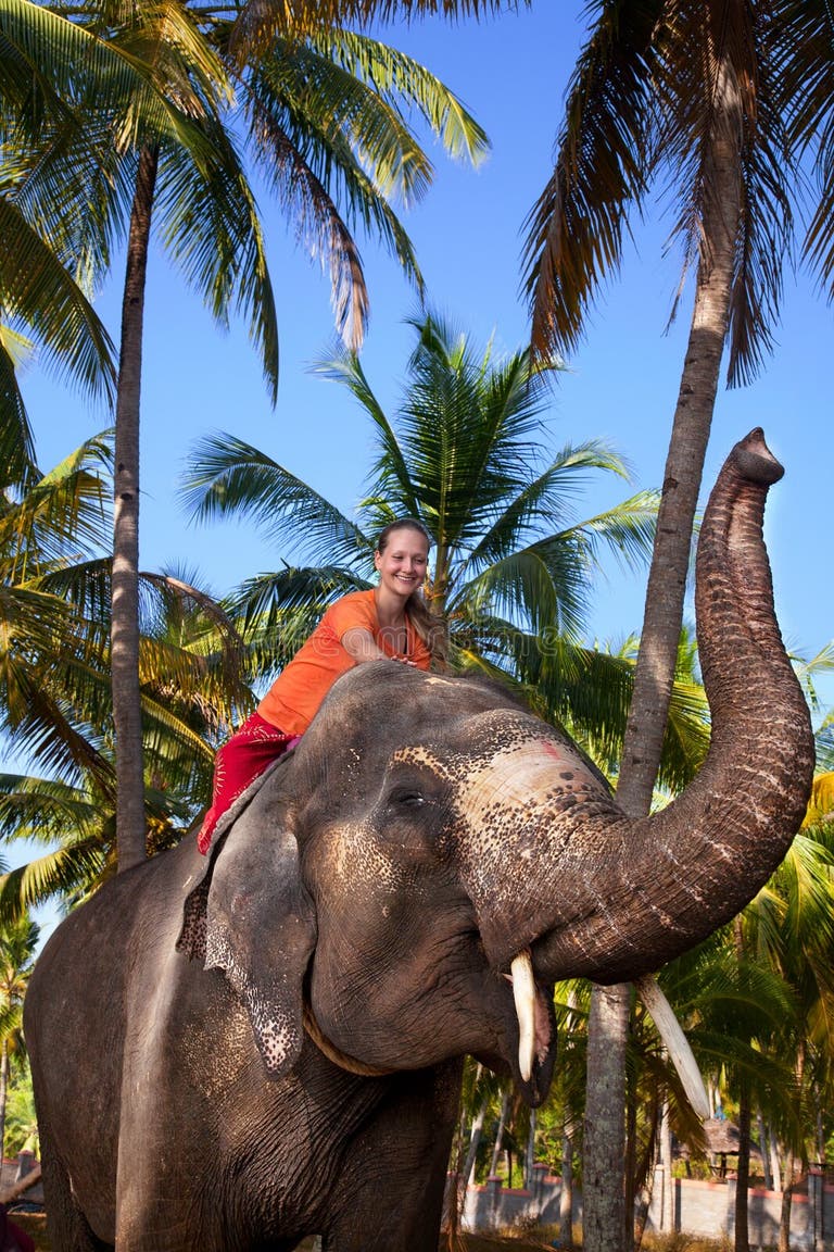 413 Kerala Wild Elephant Stock Photos - Free & Royalty-Free Stock
