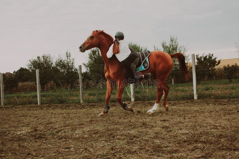 Woman Riding a Horse in a Range Stock Image Image of mammal, animal