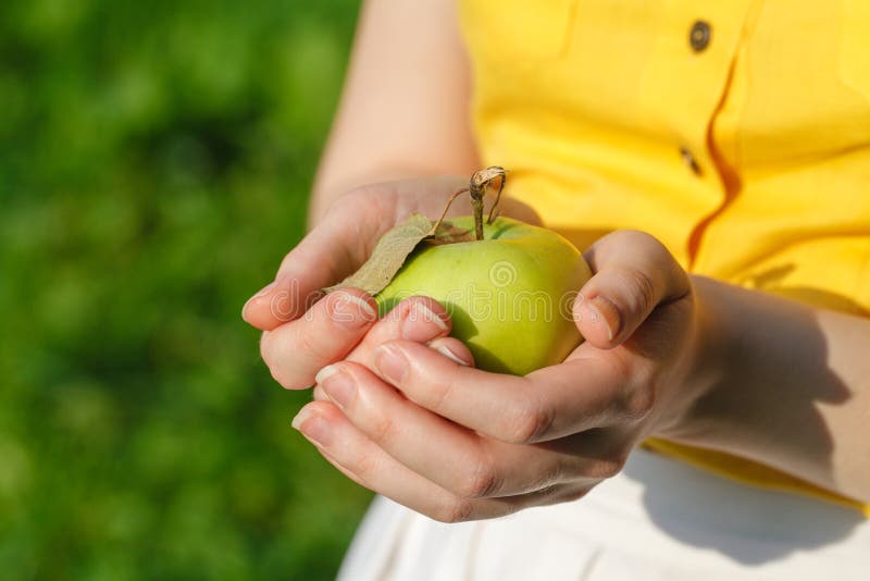 Woman with ripe apples stock image Woman with ripe apples stock image