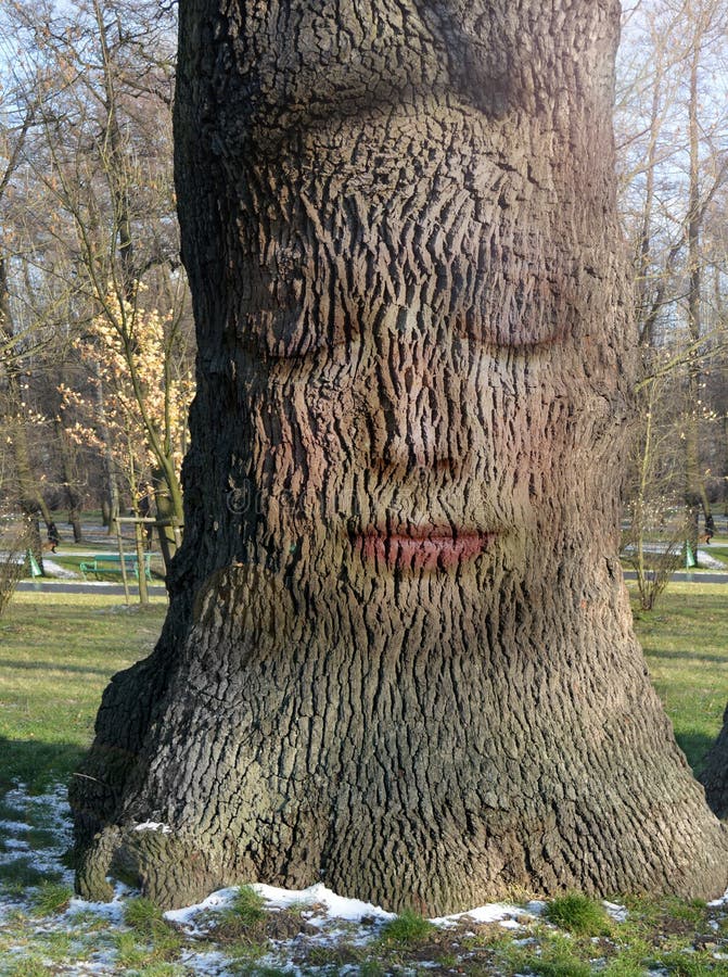 Woman's Face Embedded In The Bark Of The Tree Stock Photo Image of