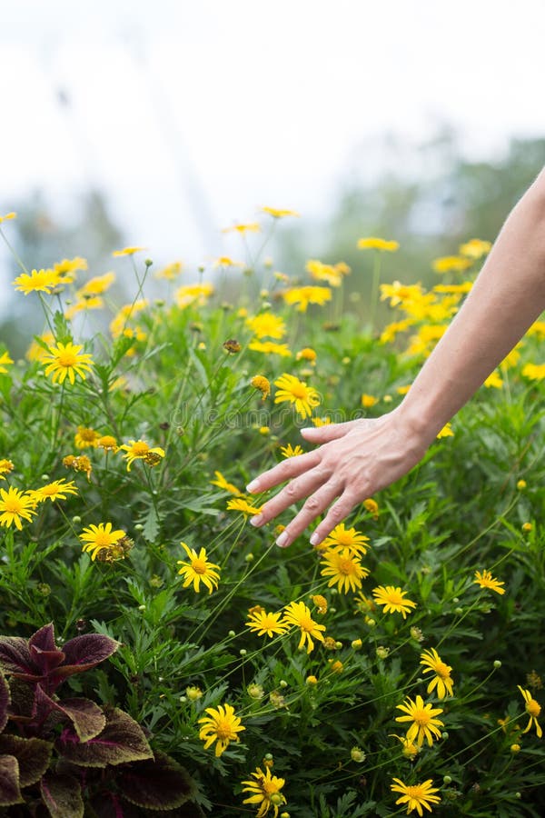 Woman`s hand touching some flowers in the field. Woman`s hand closeup touching some flowers in the field royalty free stock images Woman`s hand touching some flowers in the field. Woman`s hand closeup touching some flowers in the field royalty free stock images