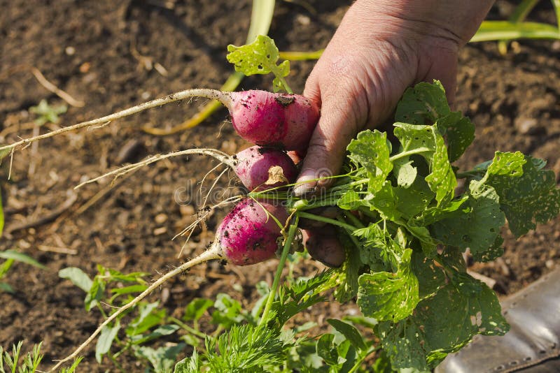Woman's hand holding a bunch of fresh radishes from the ground stock photos Woman's hand holding a bunch of fresh radishes from the ground stock photos