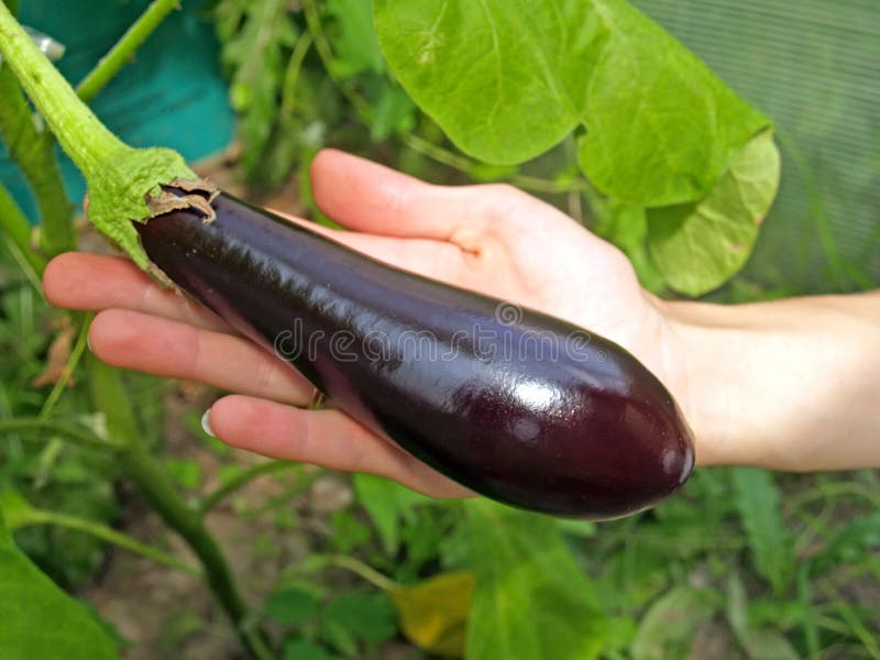 Eggplant Grows in Rows in Open Ground Stock Photo Image of mlanum