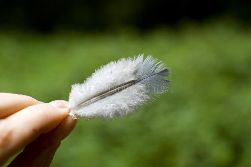 Woman S Hand Holding Feather. Stock Photo Image of soft, skincare 259054744