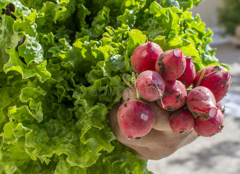Woman`s hand holding fresh,home grown radishes and lettuce. stock image Woman`s hand holding fresh,home grown radishes and lettuce. stock image