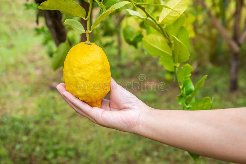Woman`s hand holding fresh lemon in the garden. Copy space background