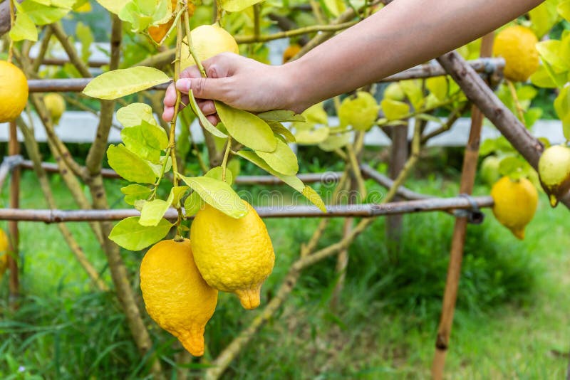 Woman`s hand holding fresh lemon in the garden. Copy space background