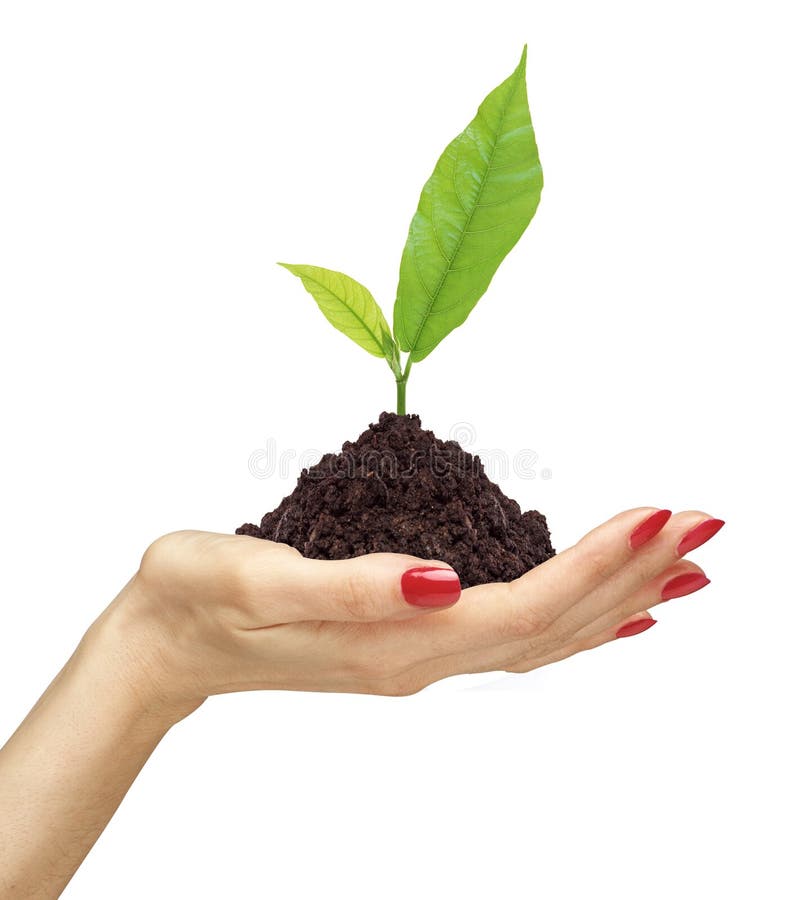 Woman s hand holding a plant growing out of the ground