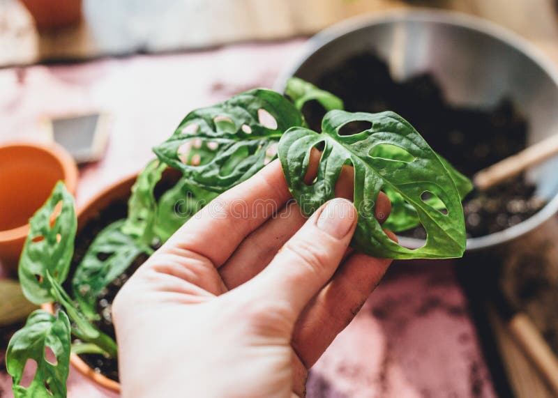 Woman`s hand holds Green seedlings in pots, potting plants at home. Indoor garden, house plants. Alocasia, ficus, palm, monstera