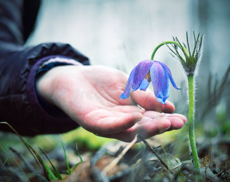 A woman`s hand reaches for the delicate spring flower snowdrop.Pulsatilla vulgaris.Close up. The concept of love, protection and. Pulsatilla vulgaris is a royalty free stock images A woman`s hand reaches for the delicate spring flower snowdrop.Pulsatilla vulgaris.Close up. The concept of love, protection and. Pulsatilla vulgaris is a royalty free stock images