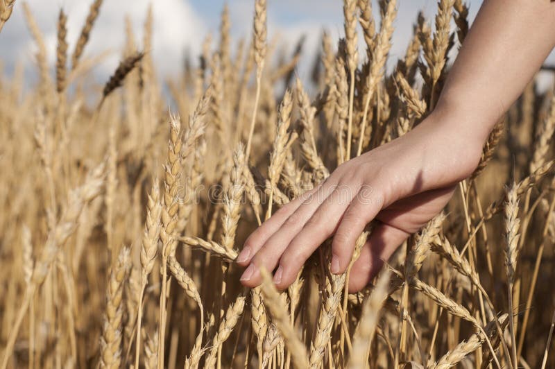 Hand Slide Threw The Golden Wheat Field Stock Photo 
