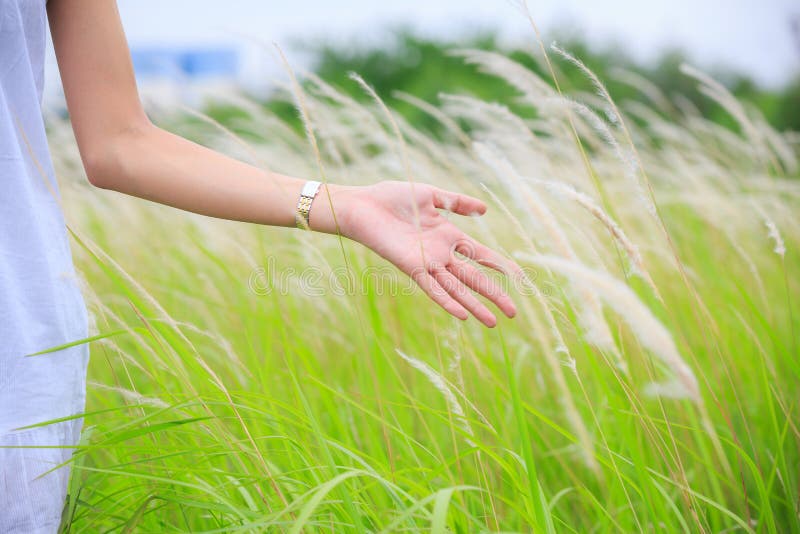 female hand, touch, grass Stock Photo