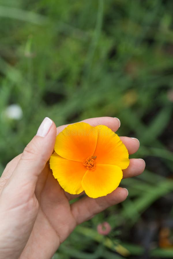 Woman`s hand touching some flowers in the field. Woman`s hand closeup touching some flowers in the field stock image Woman`s hand touching some flowers in the field. Woman`s hand closeup touching some flowers in the field stock image