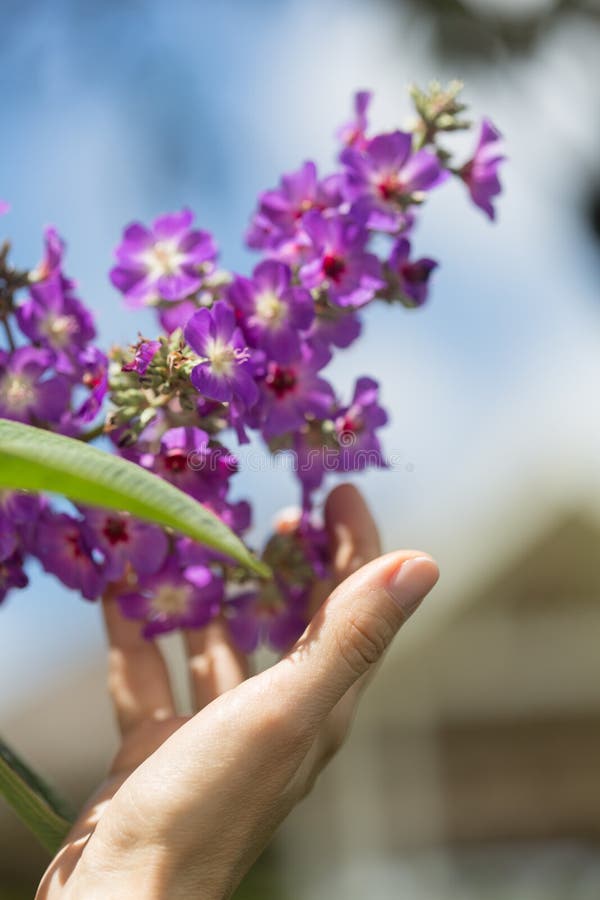 Woman`s hand touching some flowers in the field. Woman`s hand closeup touching some flowers in the field stock photo Woman`s hand touching some flowers in the field. Woman`s hand closeup touching some flowers in the field stock photo