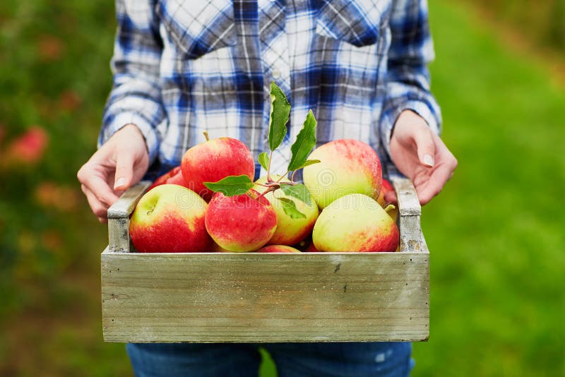 Woman's hands holding crate with red apples