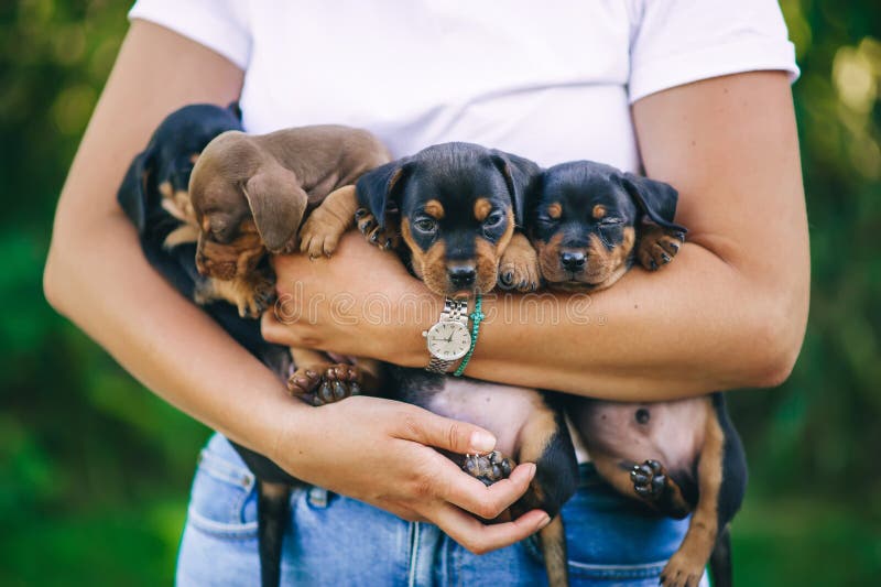 Woman`s hands holds four dachshund puppies outdoor. Closeup view