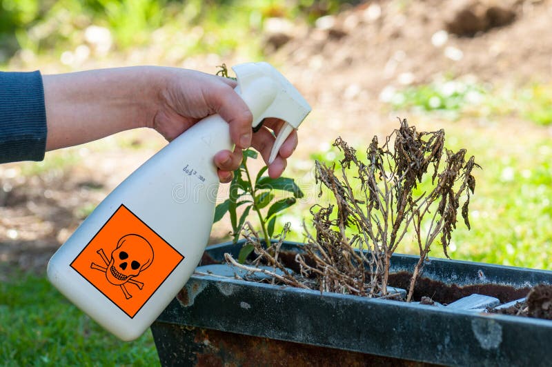 Woman's hand holding spray bottle and spraying plants. Woman's hand holding spray bottle and spraying plants