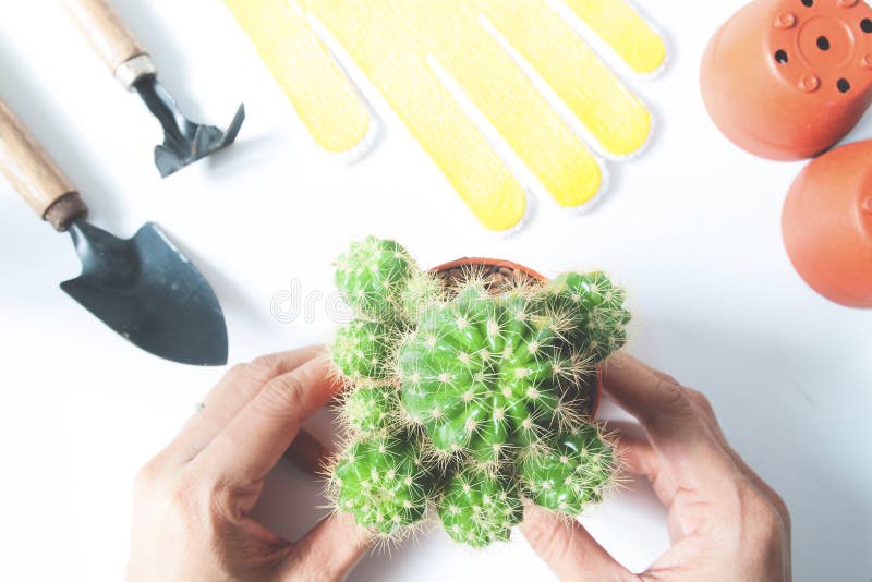 Woman& x27 ; s remet tenir un pot de cactus avec des outils de jardin sur le blanc image libre de droits Woman& x27 ; s remet tenir un pot de cactus avec des outils de jardin sur le blanc image libre de droits