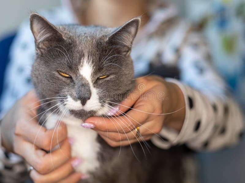 5,061 Scratching Cat Photos Free & RoyaltyFree Stock Photos from