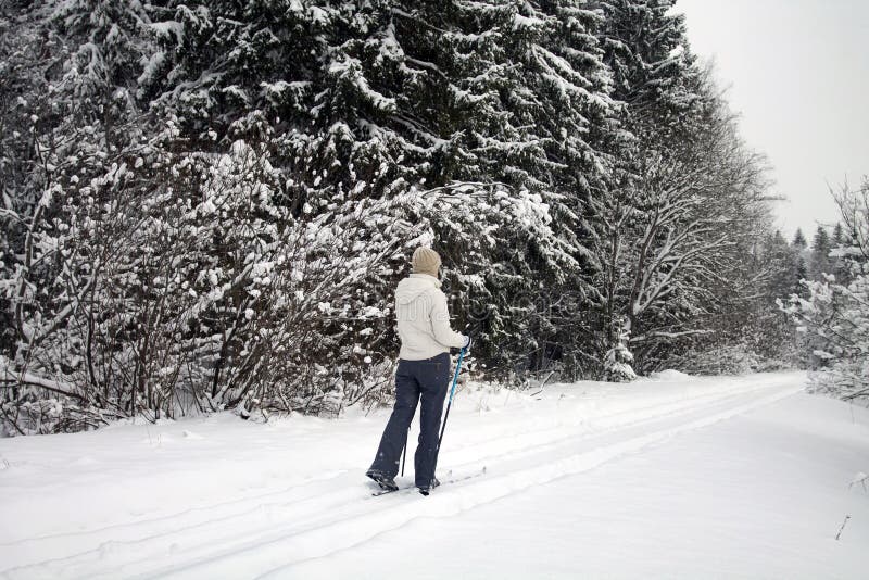Woman Skiing in Winter Forest royalty free stock photo Woman Skiing in Winter Forest royalty free stock photo