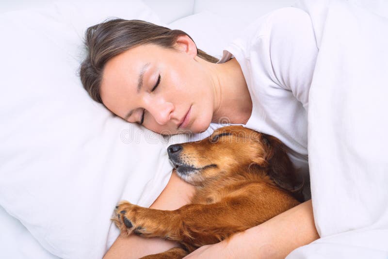 Woman Sleeping with Dog in the Bed. Lovely Dachshund Dog Sleeping