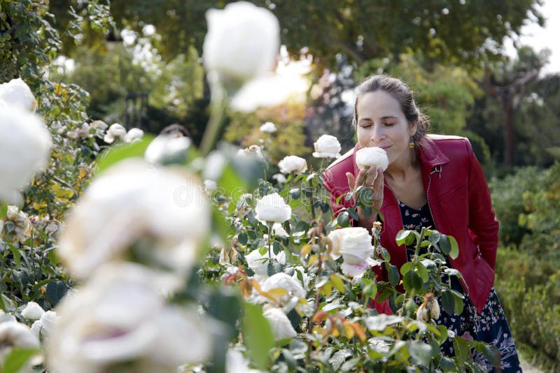Woman Smelling White Roses in a Park Stock Photo Image of bloom