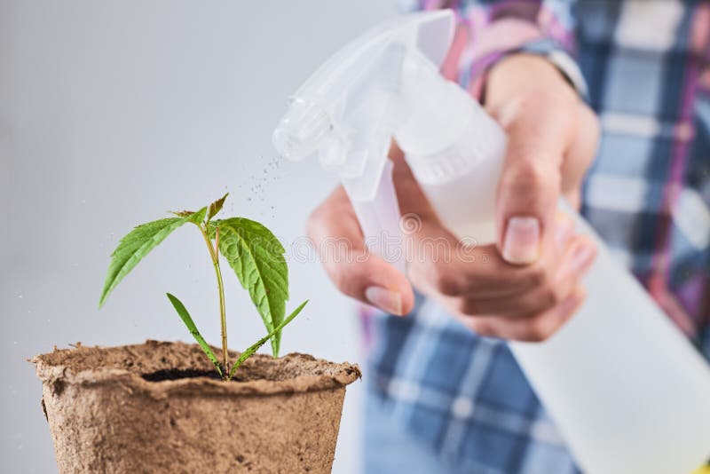 Woman Spray Water on Plant in Pot Stock Image Image of nature, drop
