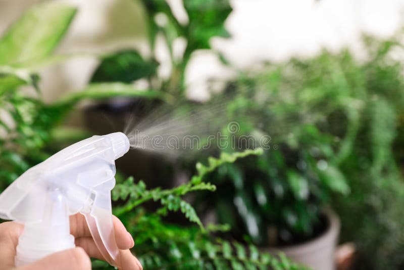 Woman spraying different plants at home, closeup royalty free stock image