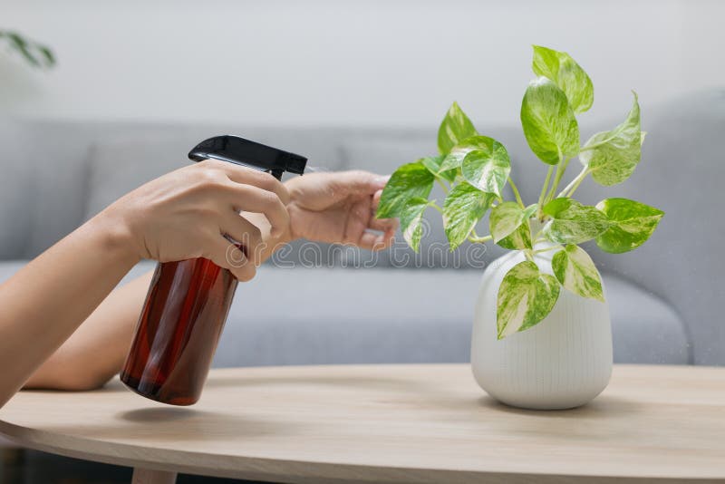 The woman is spraying Liquid fertilizer the foliar feeding on the golden pothos on the wooden table in the living room