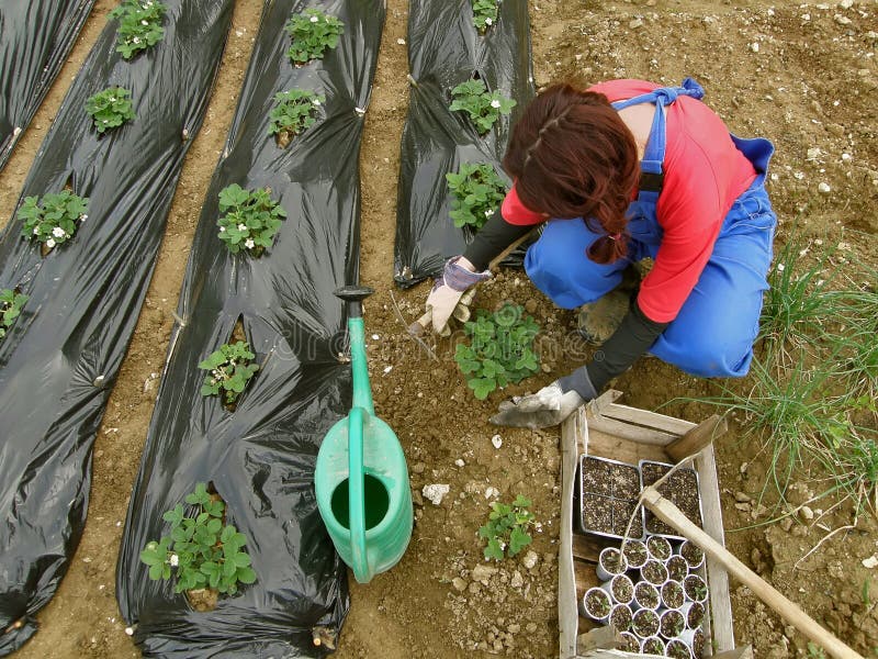 Woman and strawberries