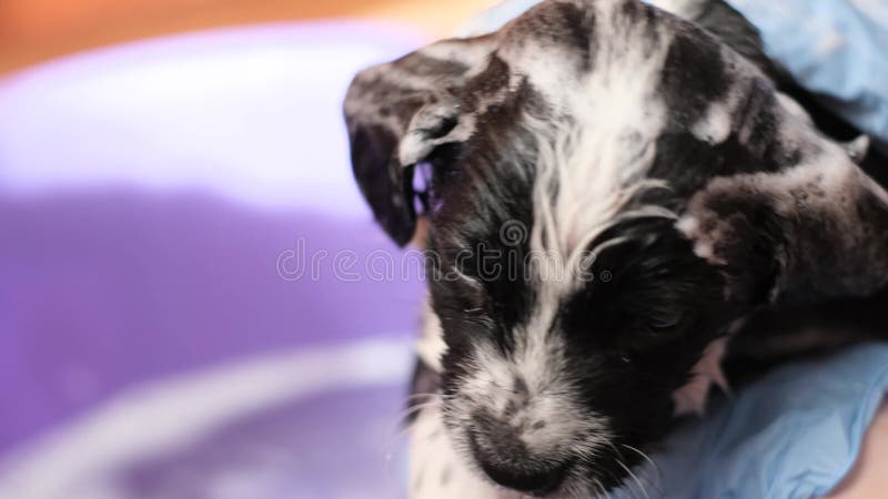 Woman takes care of bathing her dog with shampoo in a small baby bath. Puppy dog bathing.