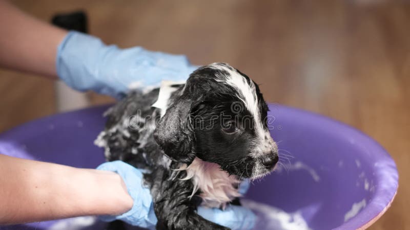 Woman takes care of bathing her dog with shampoo in a small baby bath. Puppy dog bathing.