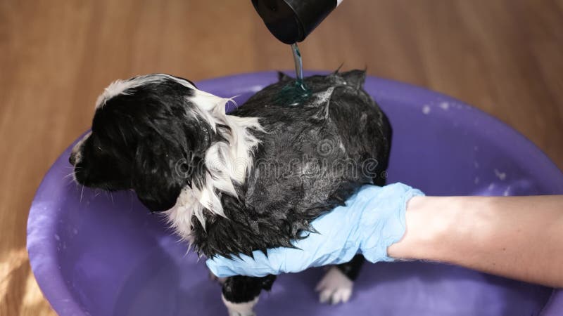 Woman takes care of bathing her dog with shampoo in a small baby bath. Puppy dog bathing.